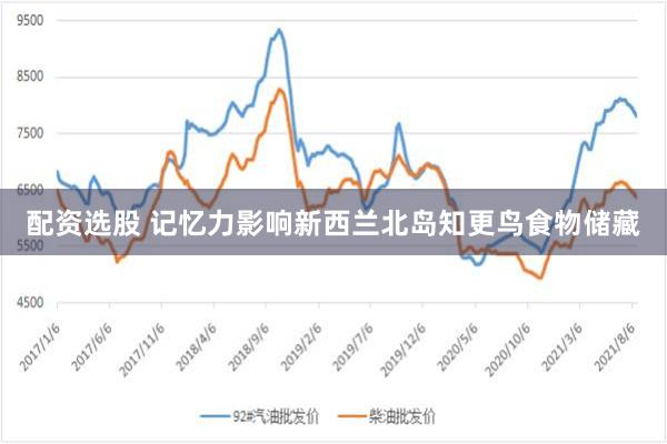 配资选股 记忆力影响新西兰北岛知更鸟食物储藏